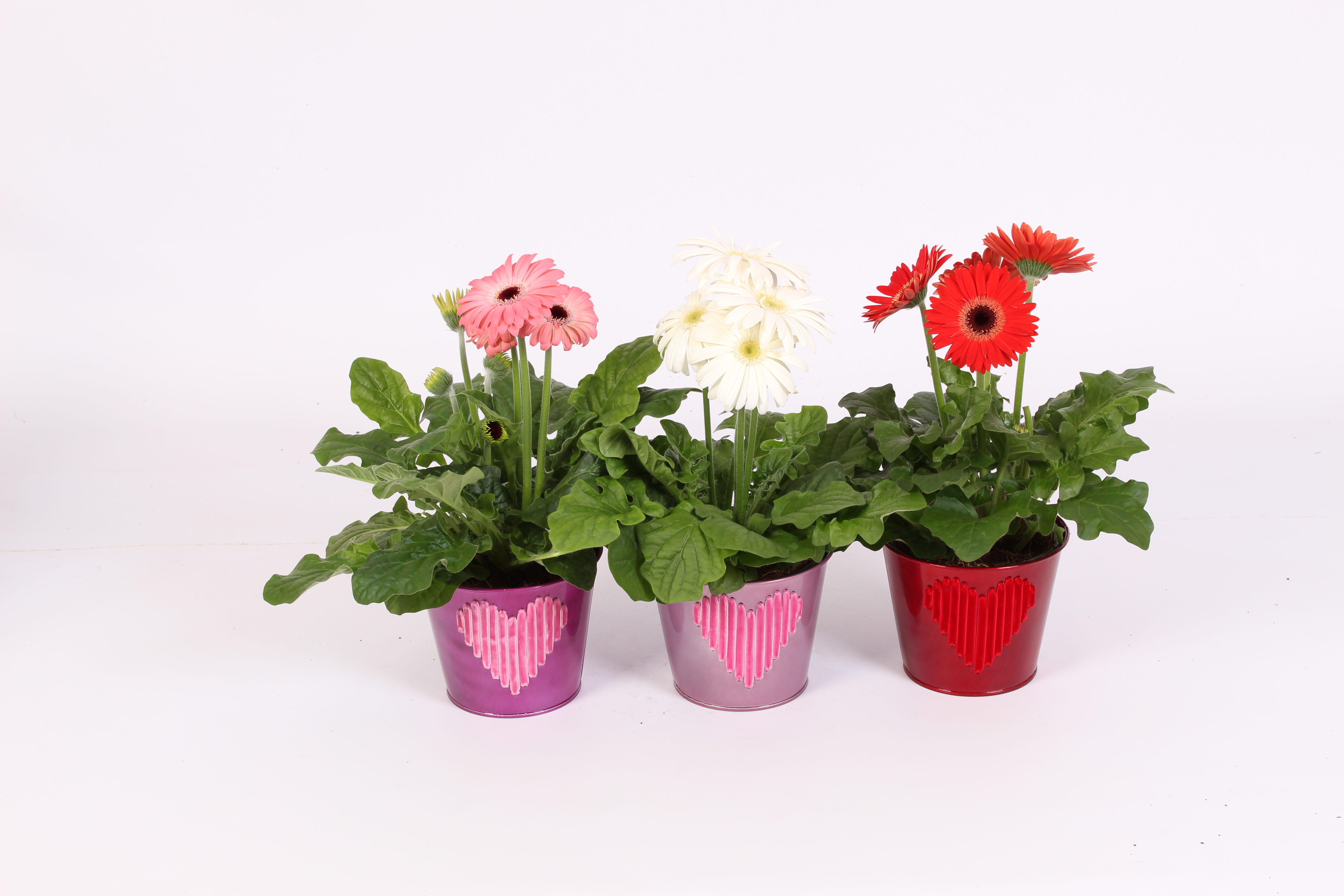 Picture of Gerbera 2+ flowers in zinc with velvet Heart varieties P12 25CM