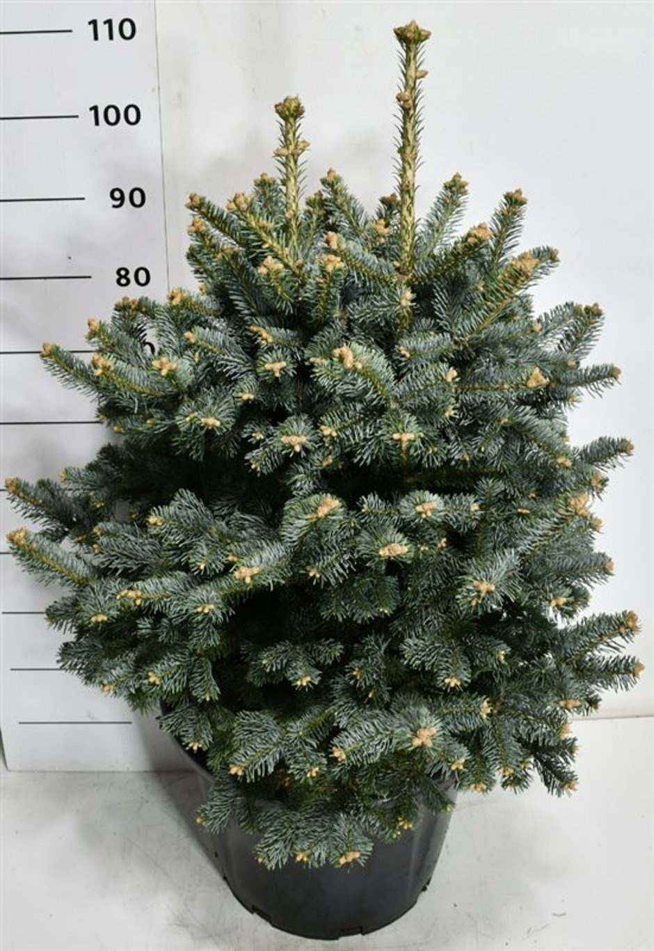 Abies lasiocarpa 'Compacta'