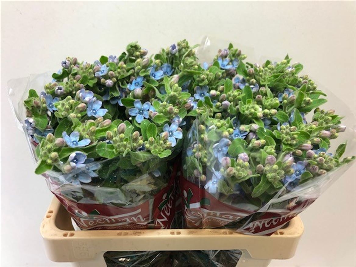 Oxypetal Tan Pur Blu