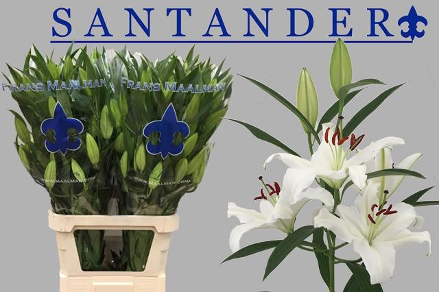 Lilium Or Santander 100cm 6/8bl