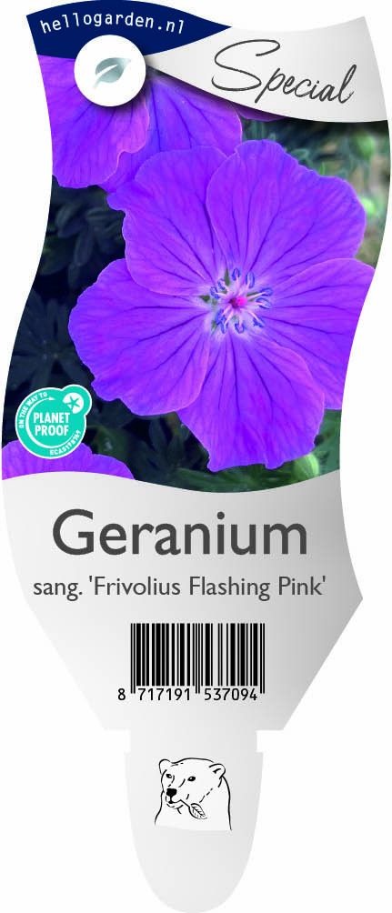 Geranium sang. 'Frivolius Flashing Pink'