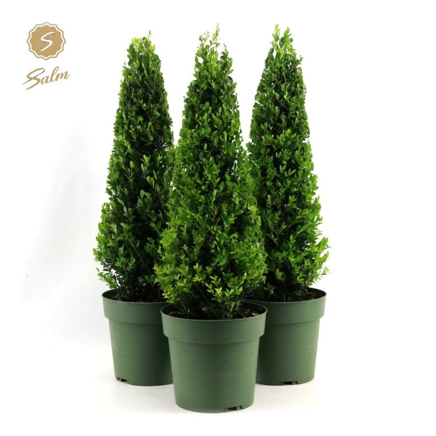 Picture of Ilex crenata 'Jenny'® Pyramid 55cm P21