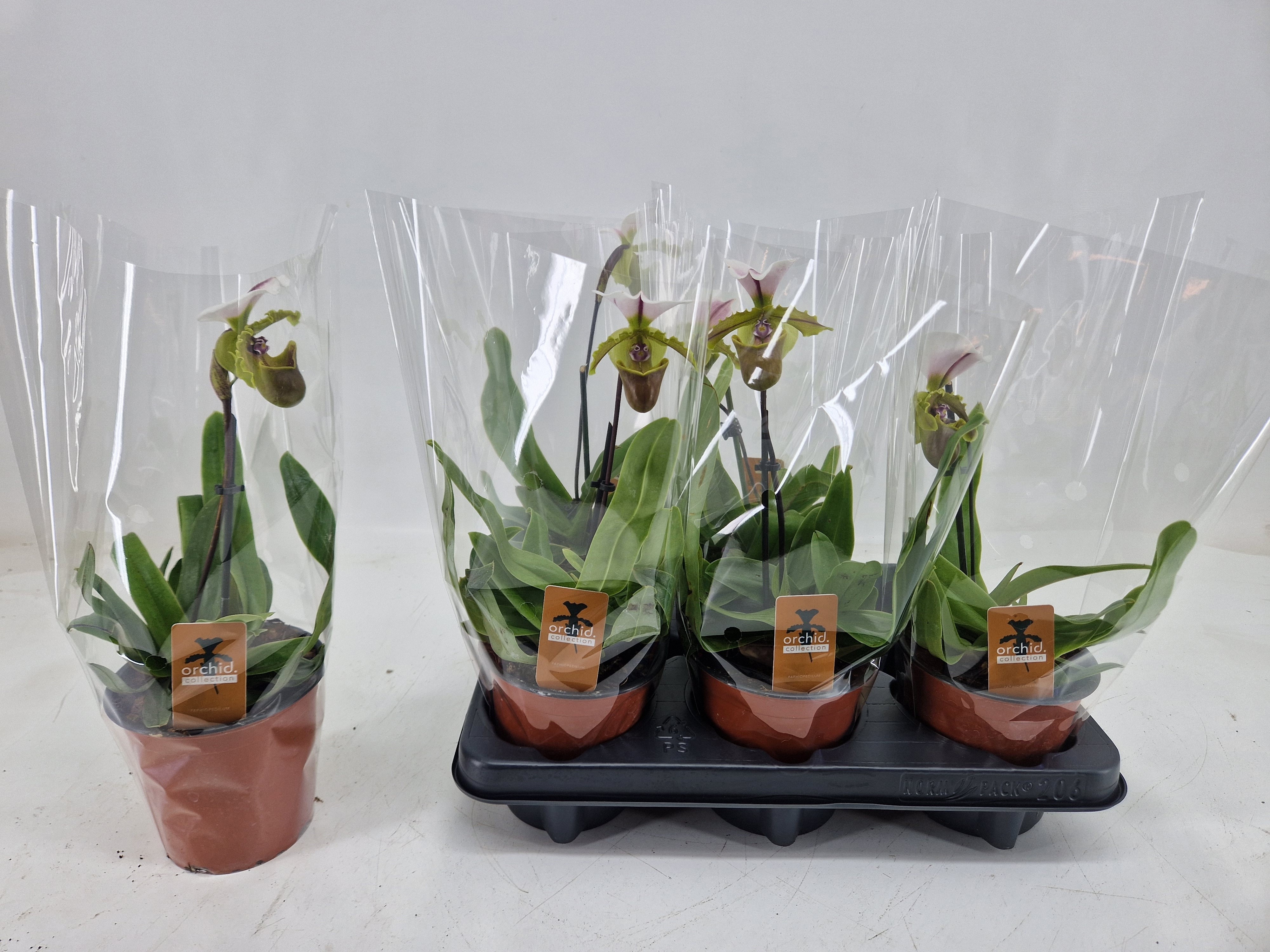 Paph Overig 12Ø 25cm