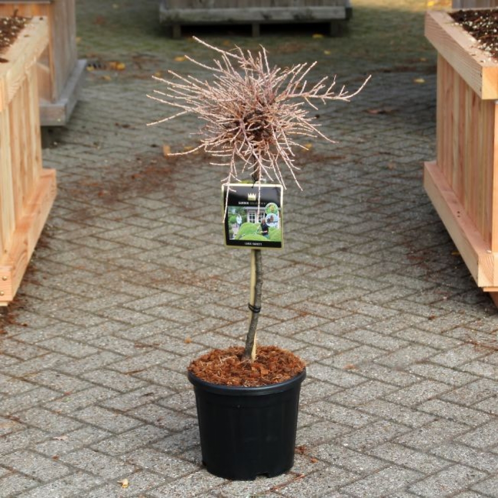 Picture of Larix kaempferi Blue Dwarf C11 40/STD (LOOSE)