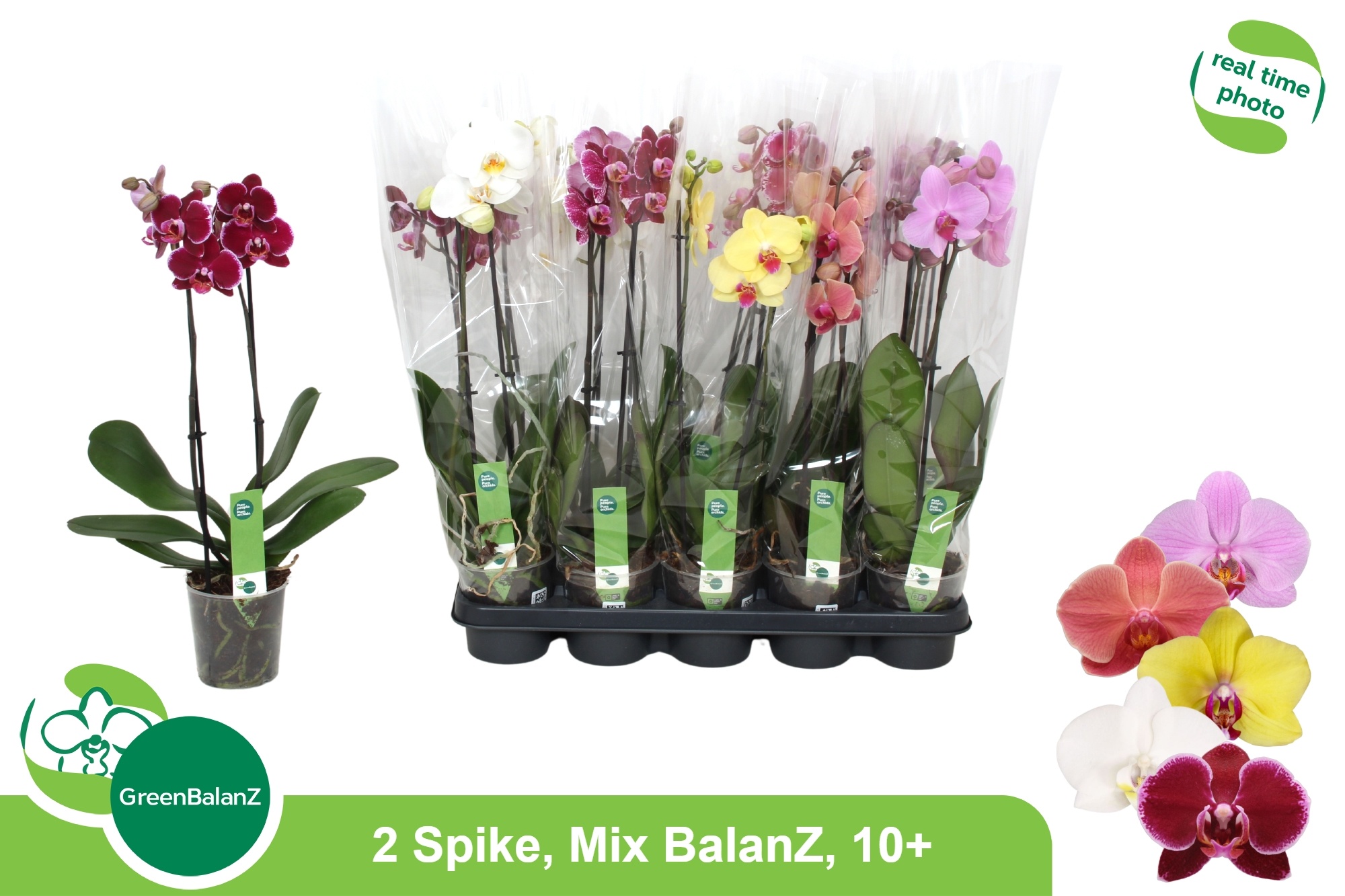 Phalaenopsis Asst 12Ø 55cm