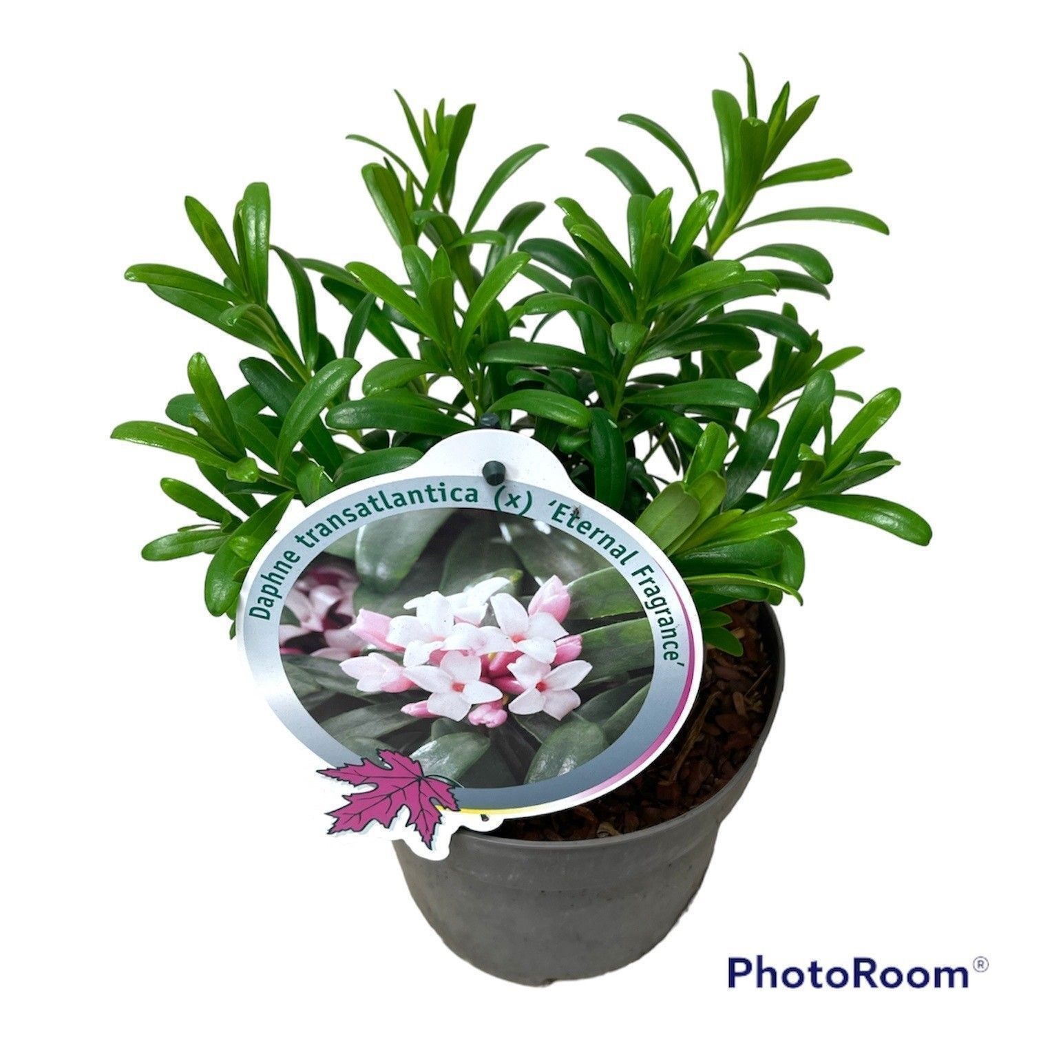 Daphne trans. 'Eternal Fragance'
