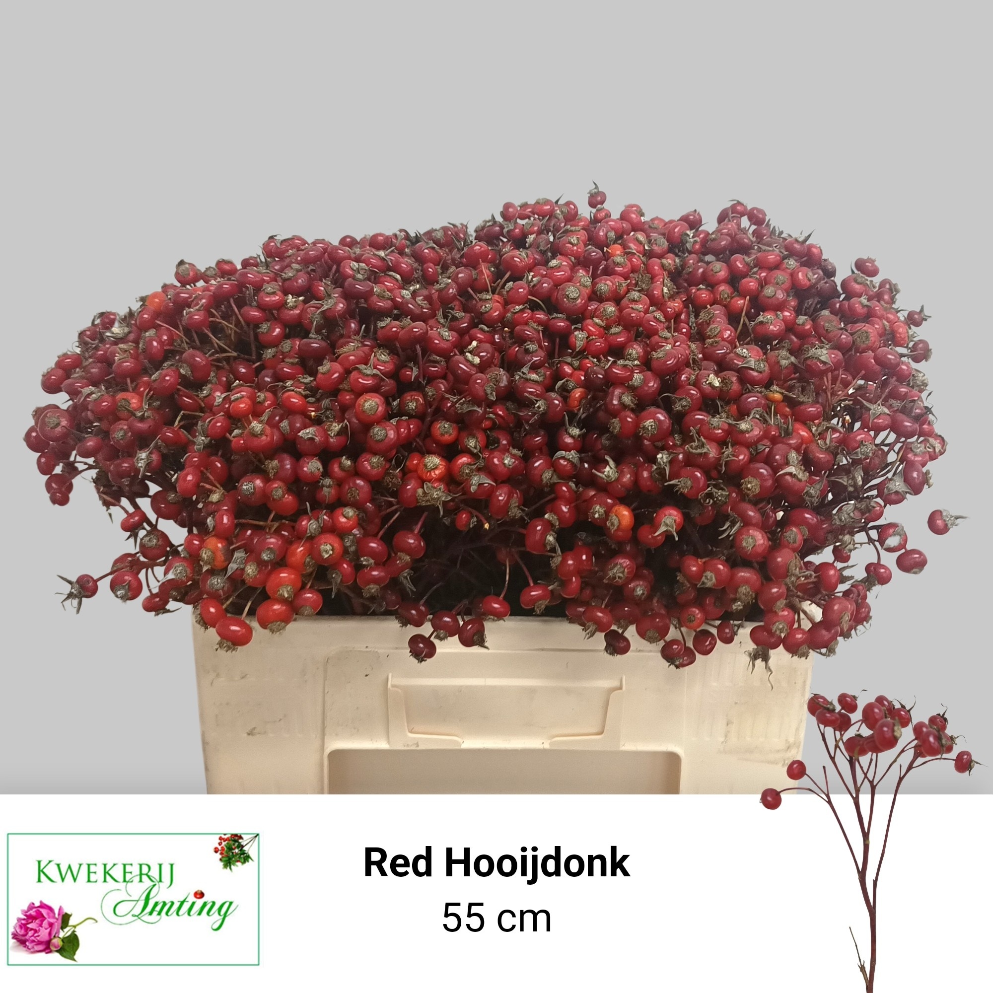 Rosa Red Hooijdonk