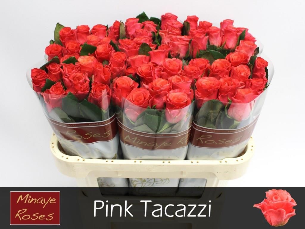 R Gr Pink Tacazzi+