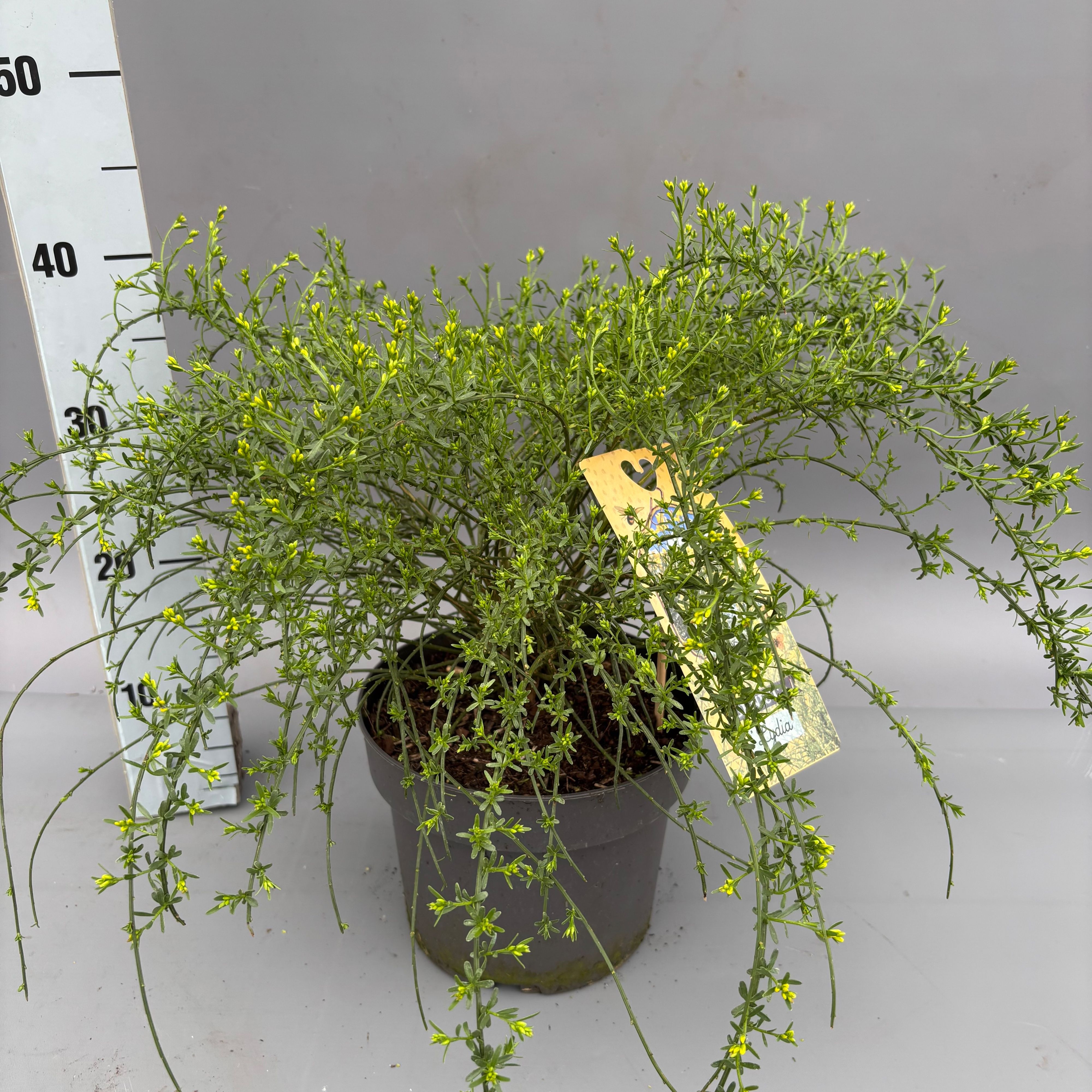 Genista lydia