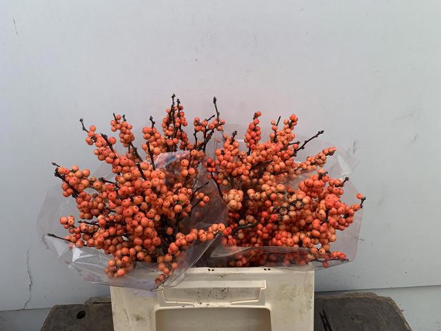 Ilex Mag Daydream 40cm