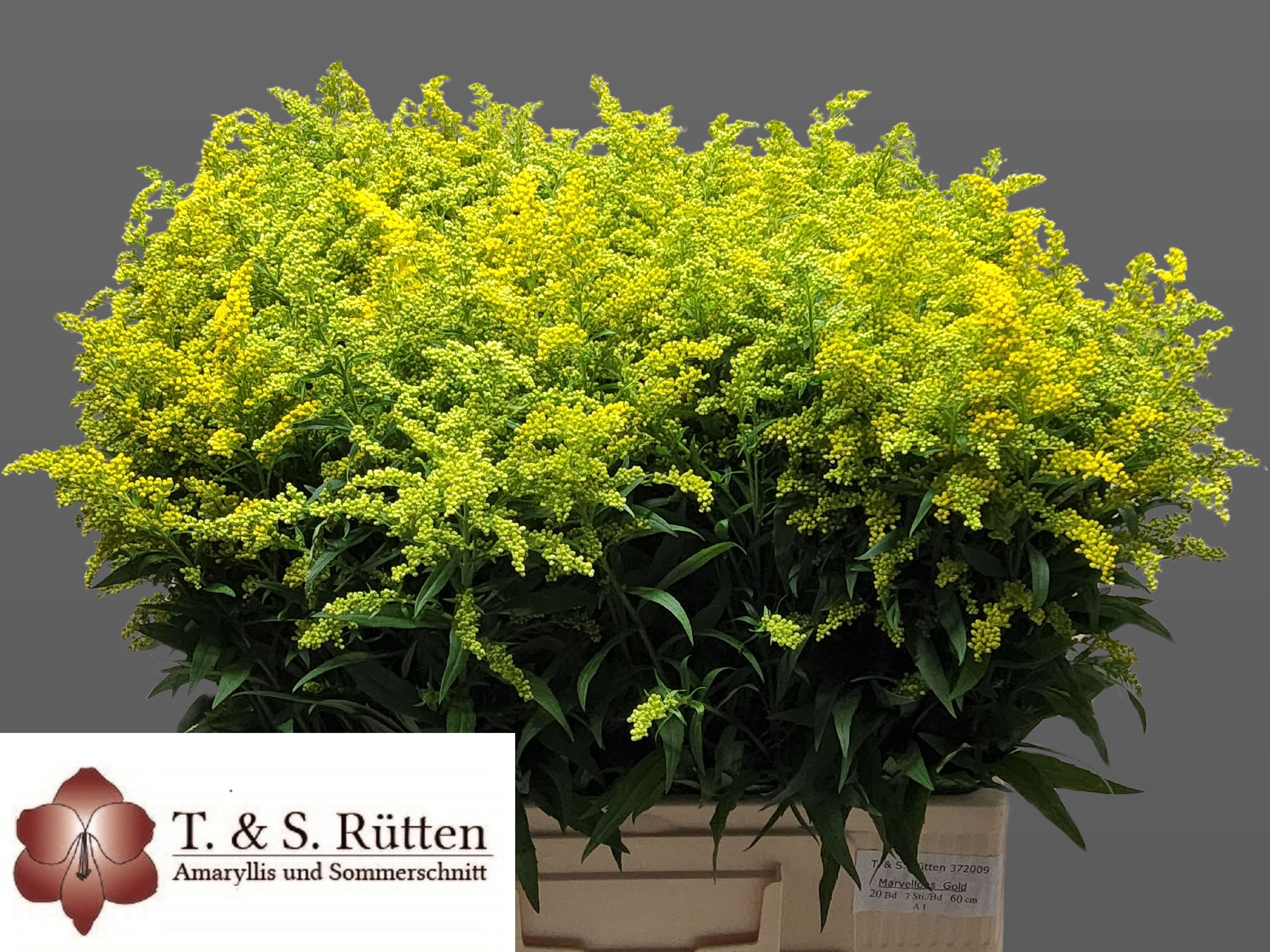 Solidago Bnch 60cm 110gram