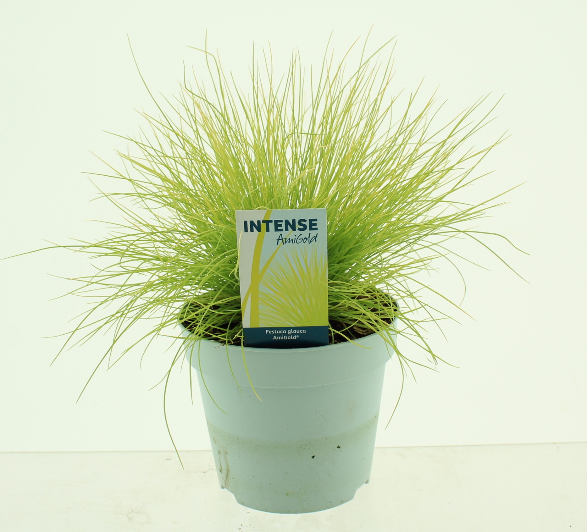 Picture of Festuca glauca AmiGold®