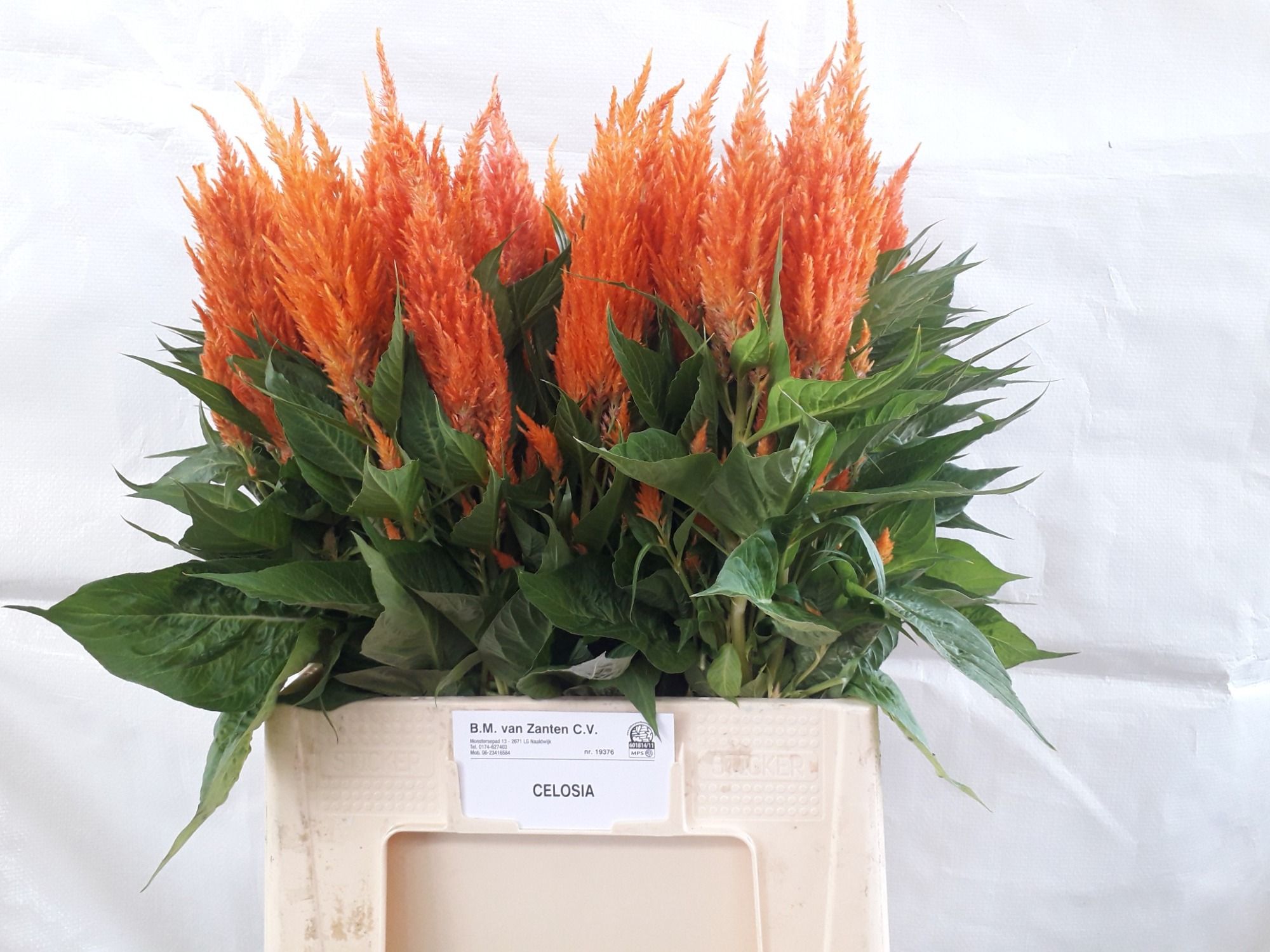 Celosia Feather Apricot Brand 70cm