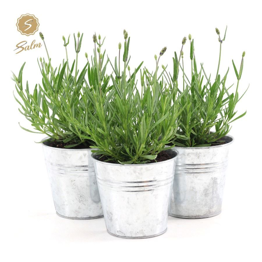 Picture of Lavandula ang. 'Felice'® Collection P10,5 in Zinc Old-Look
