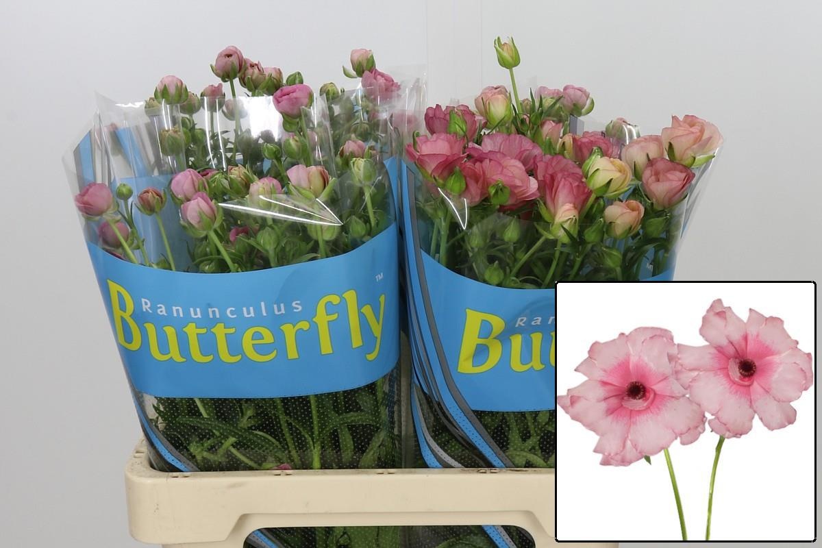 Ranunculus Butterfly Jupiter 60cm