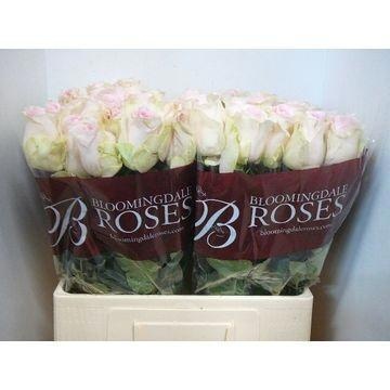Rosa Revival Sweet 60cm