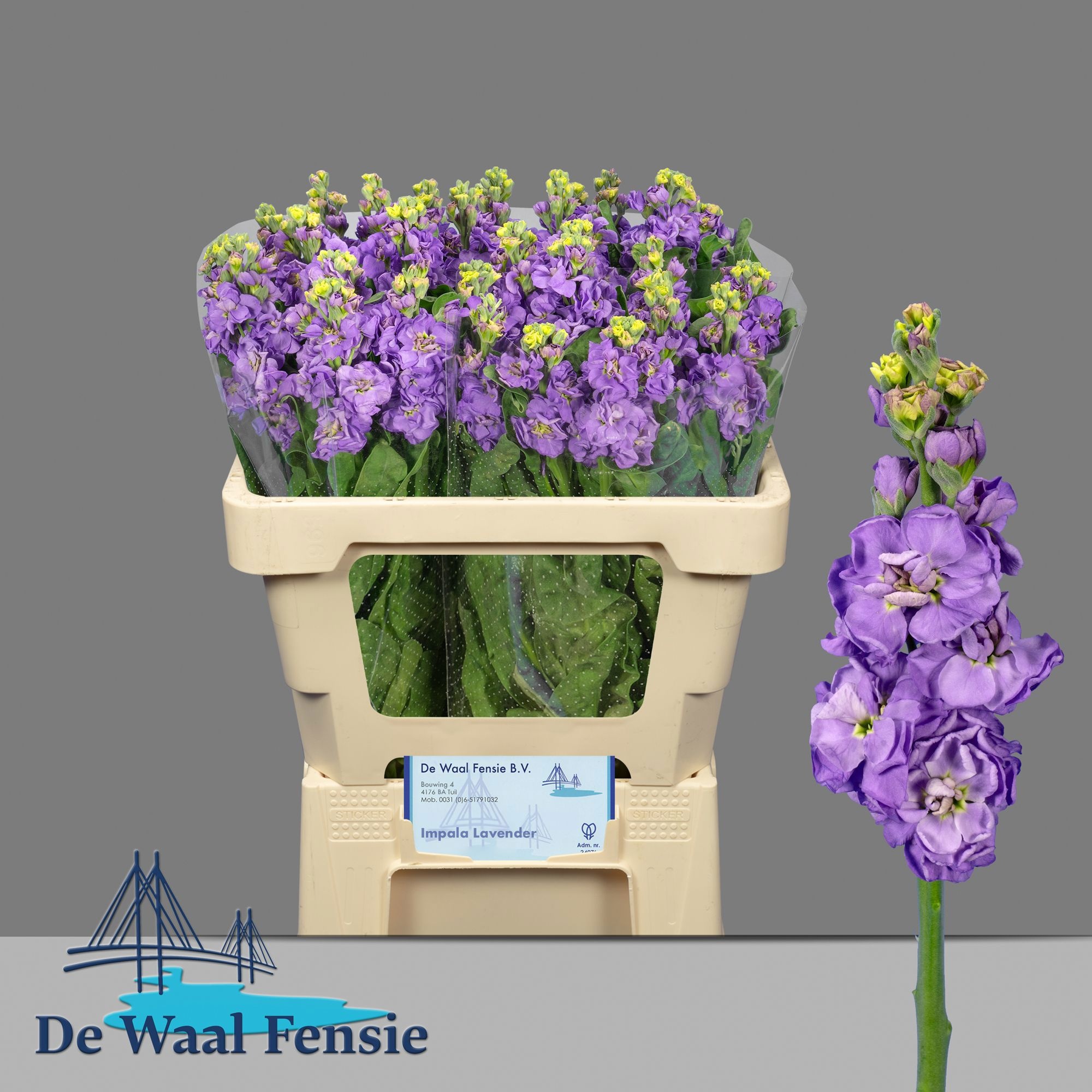 Matth Impala Lavende 50cm