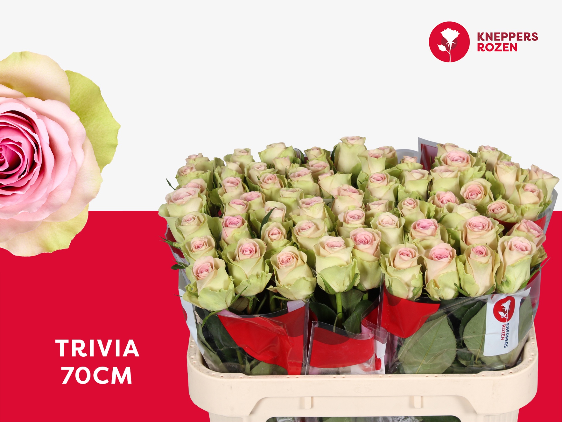 R Gr Trivia