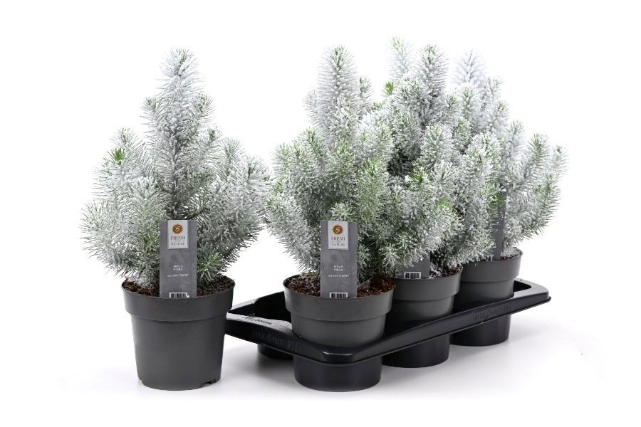 Pinus Silver Crest 17P 45H