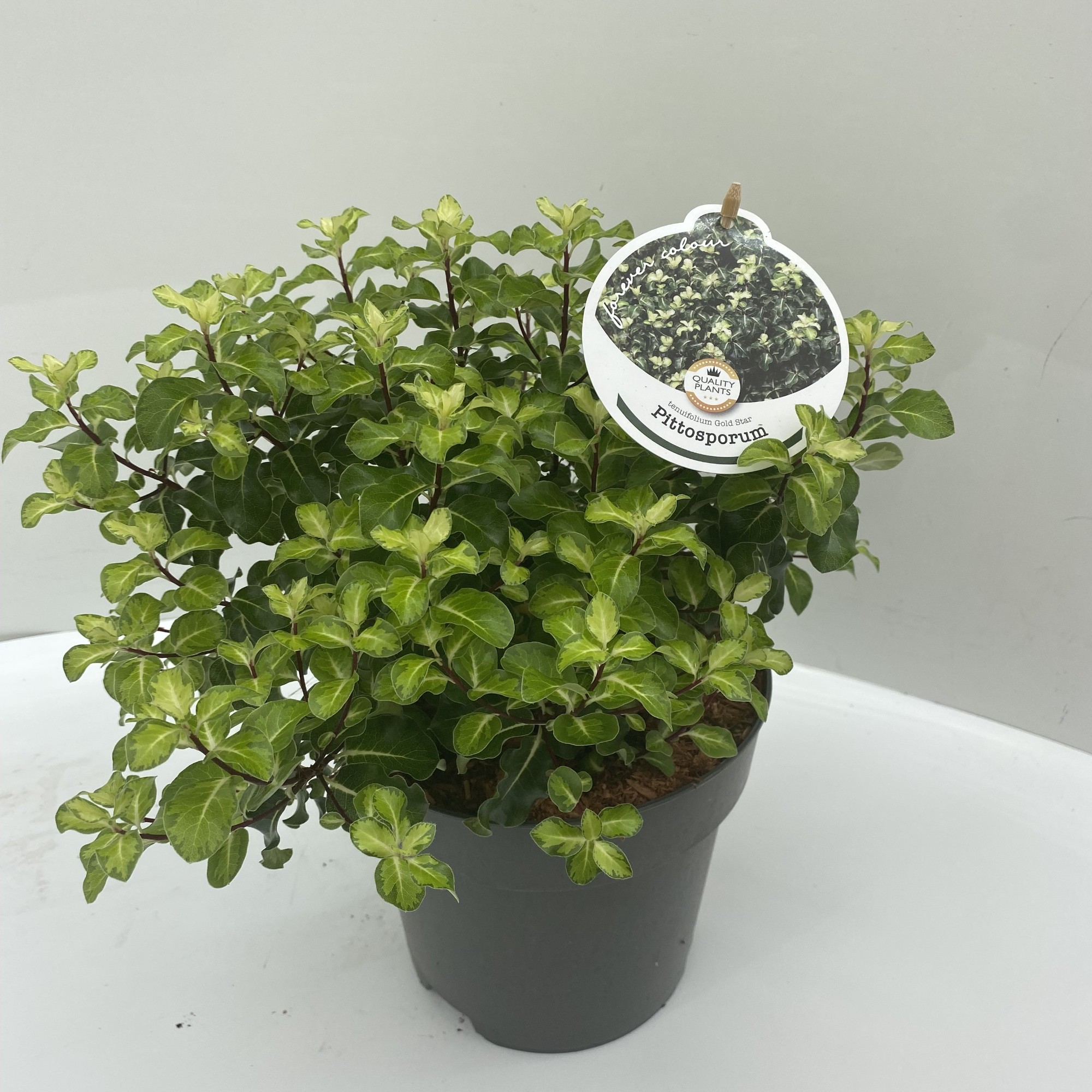 Picture of Pittosporum ten. Gold Star P17 (2 Ltr)