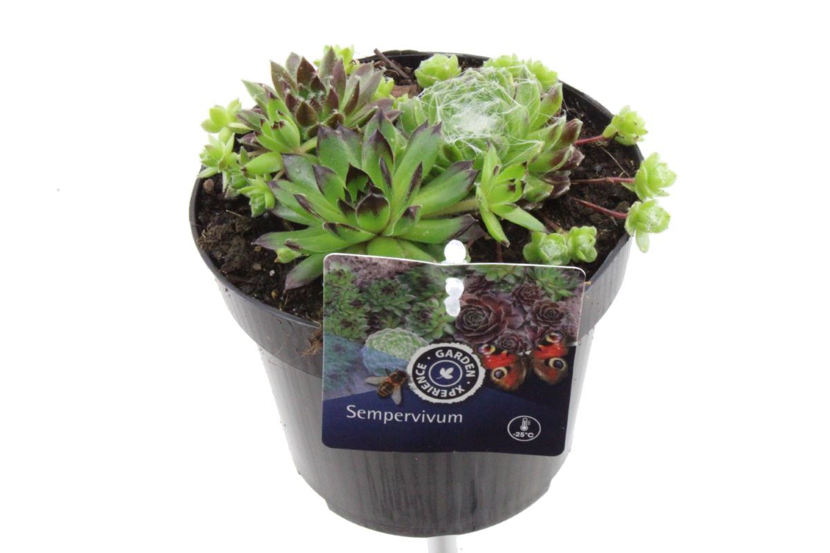 Picture of Sempervivum Mixed in de pot