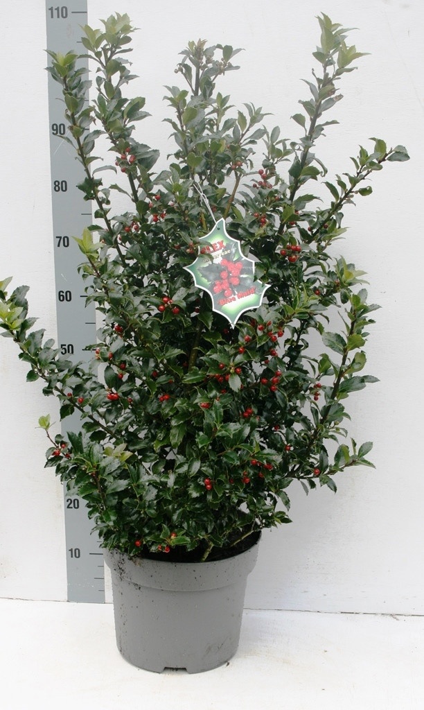 Ilex Mes Blue Maid 100cm