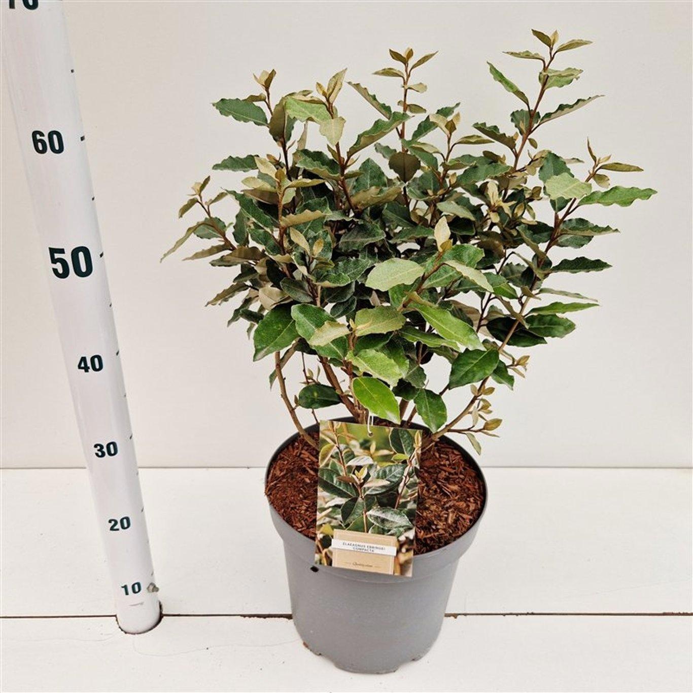 Picture of Elaeagnus ebbingei 'Compacta'