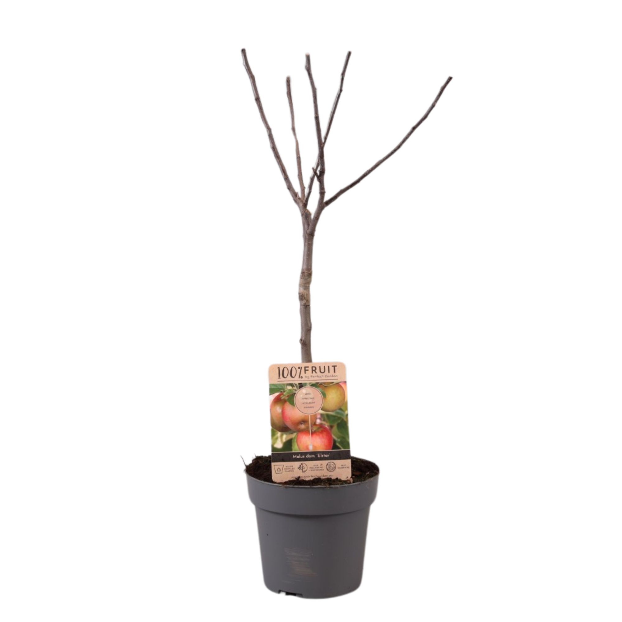 Picture of Malus domestica Elstar P21 (4 Ltr) Patio-Trees