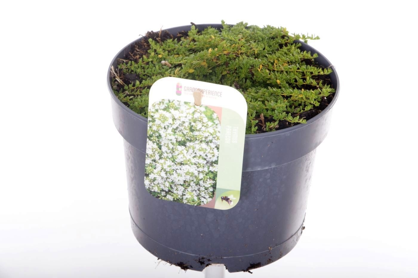 Thymus praecox 'Albiflorus'