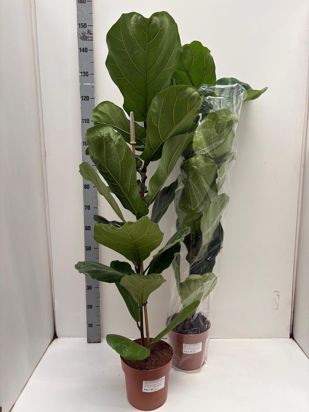 Ficus Lyrata 21P 130H 1stek