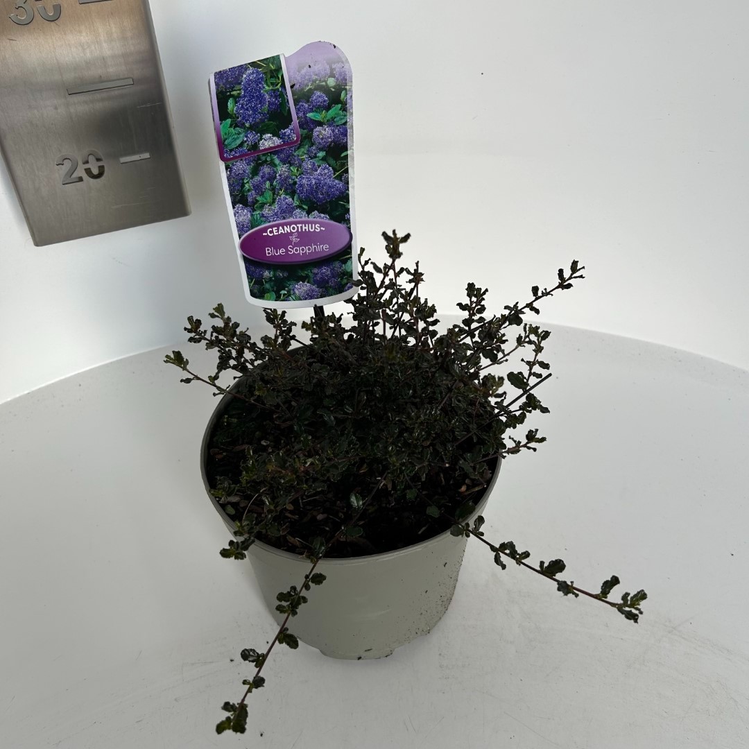 Picture of Ceanothus Blue Sapphire P17 (2 Ltr)