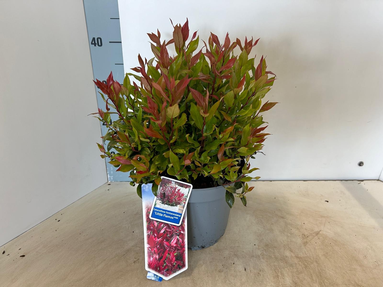 Picture of Leucothoe Little Flames P23 (5 Ltr)