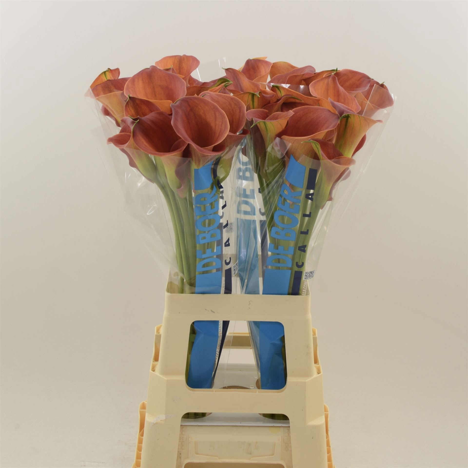 Calla Sunset Passion 80cm