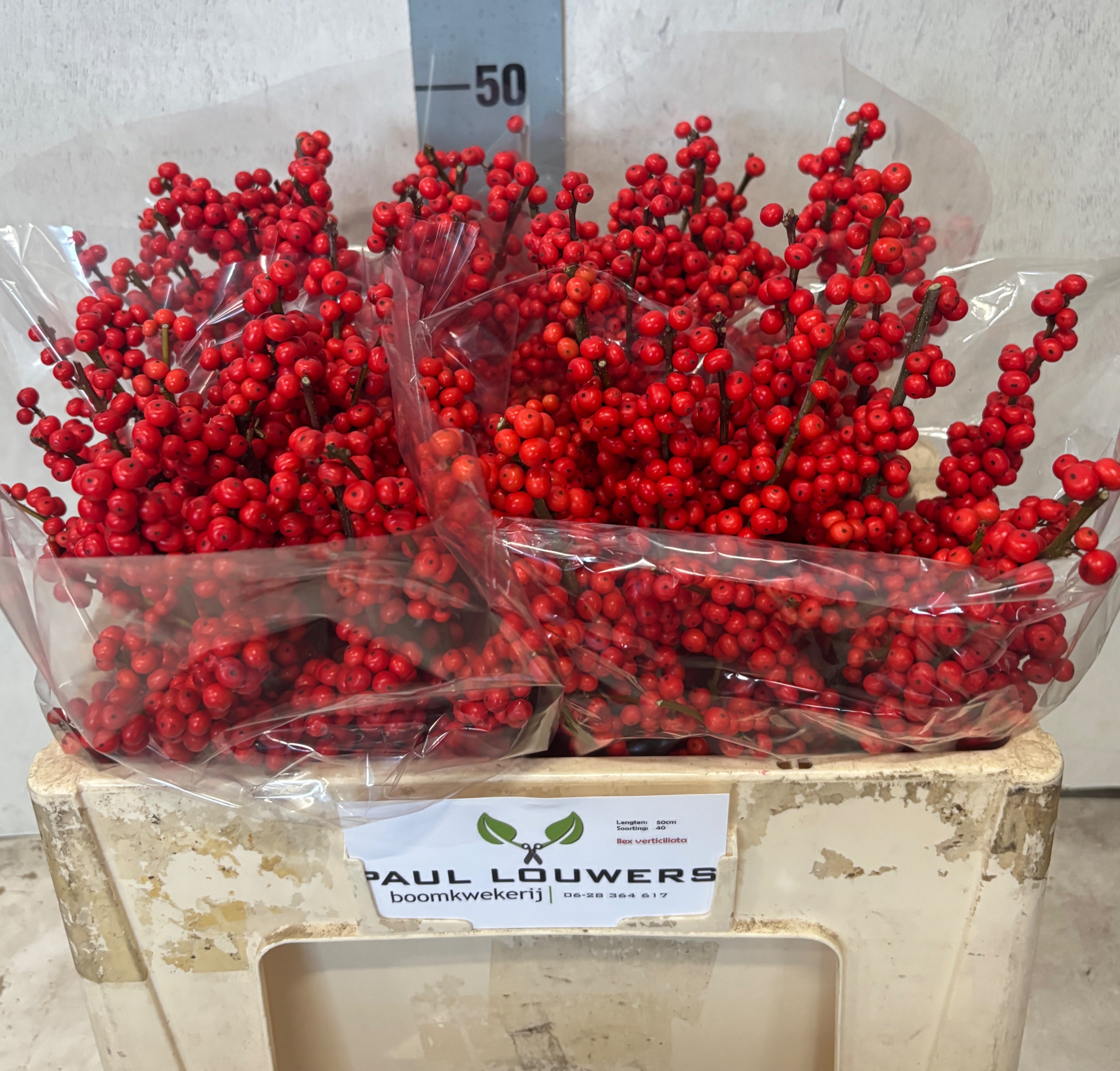 Ilex Verticlilata 50cm