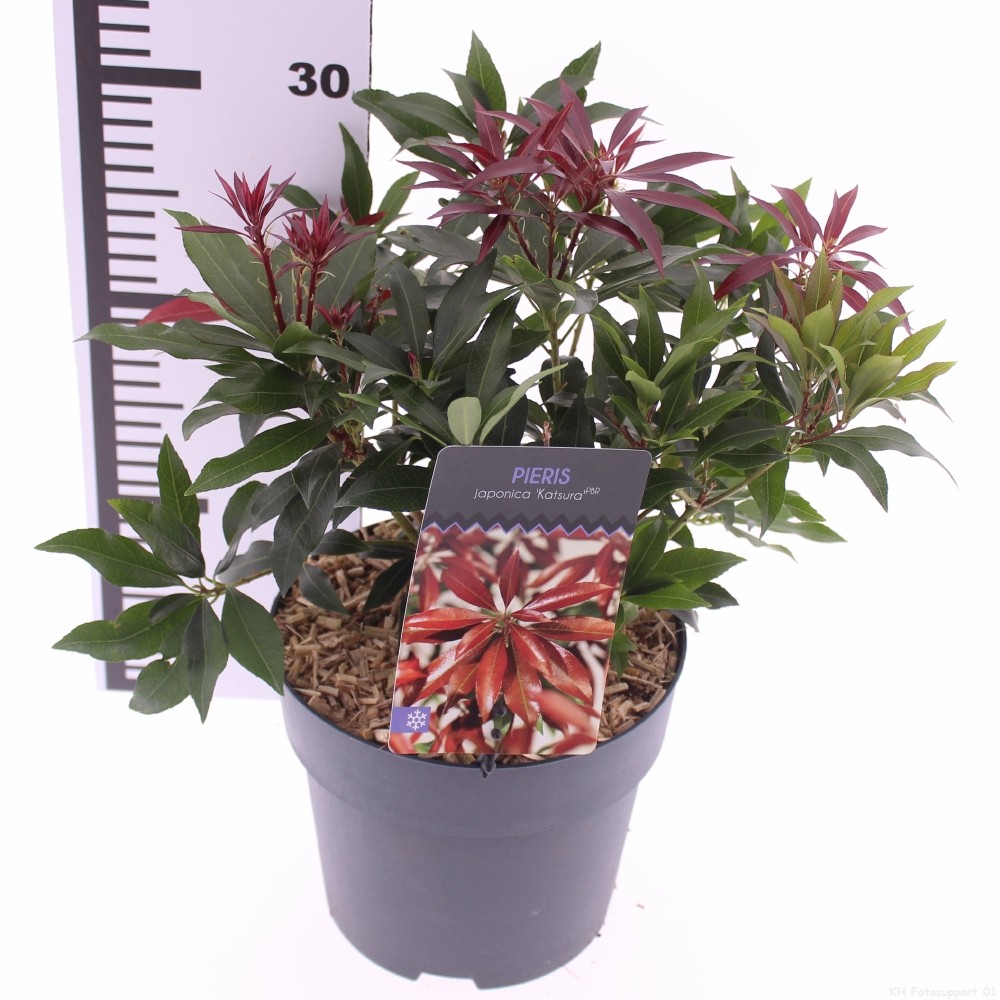 Picture of Pieris jap. 'Katsura'