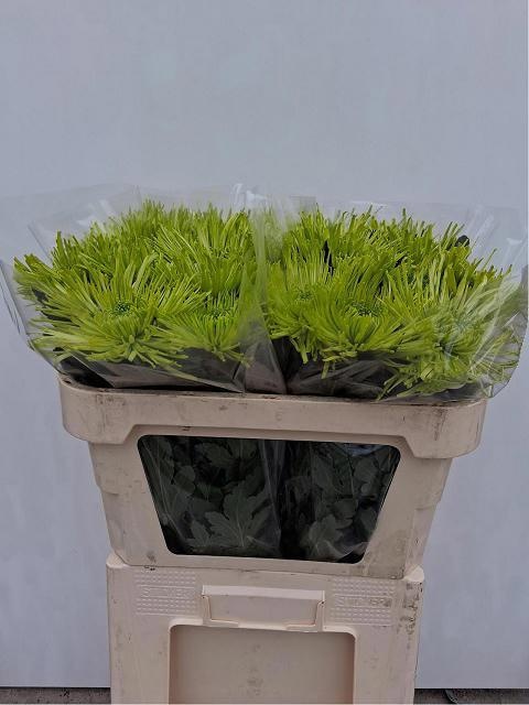 Chr G Tula Green 70cm 80gram