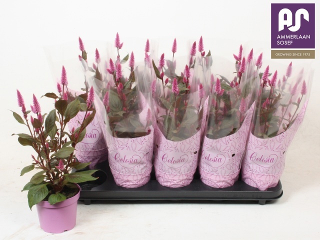 Cel Spic Merida Pink 12Ø 40cm