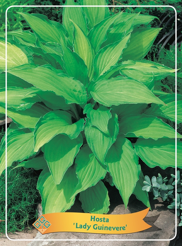 Picture of Hosta Mix 6x10 srt. per shelve P11