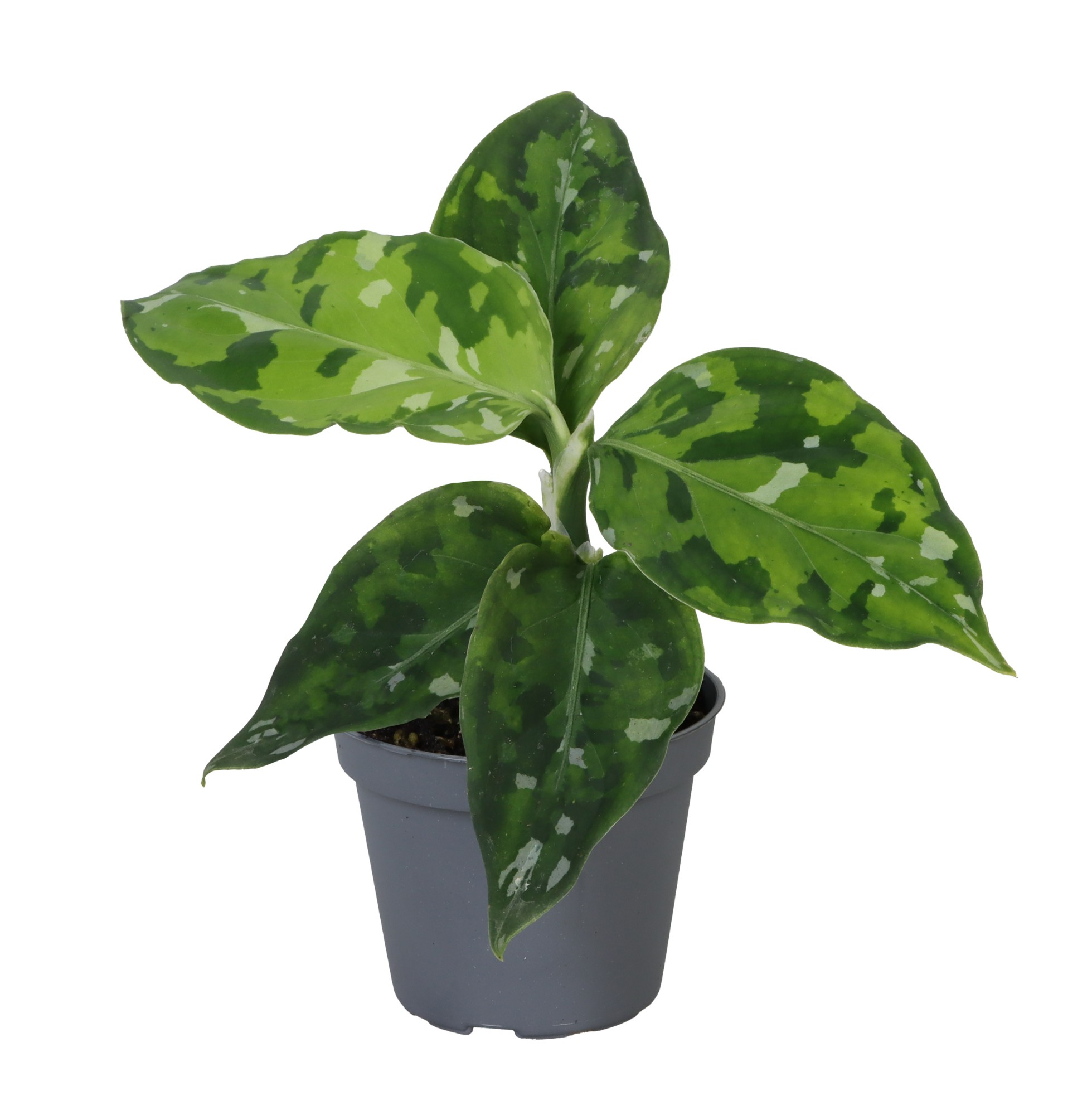 Picture of Aglaonema Pictus Tricolor P6 10CM