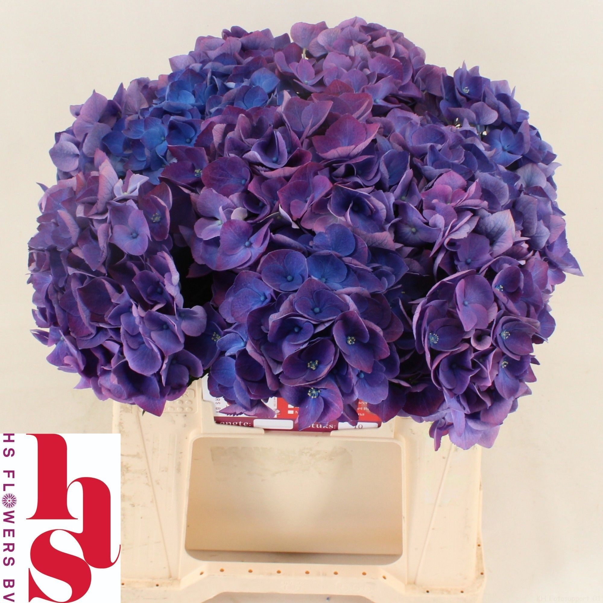 Hydrangea Royal Opera 40cm 15Ø