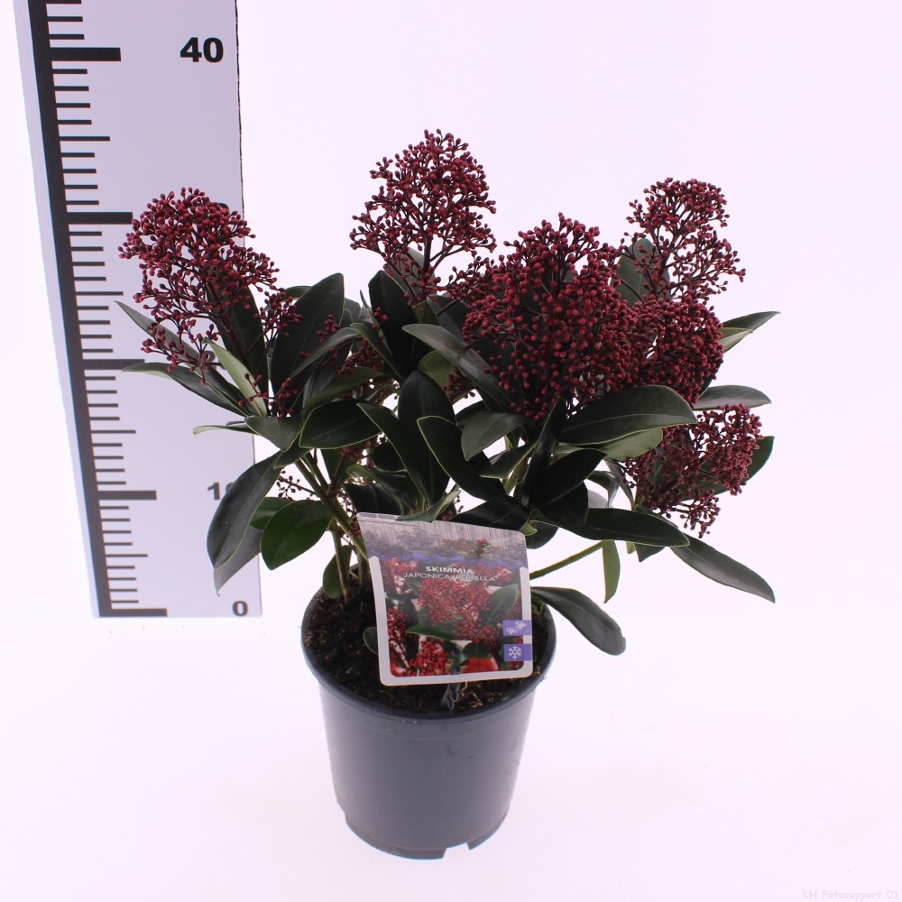 Picture of Skimmia jap. 'Rubella'