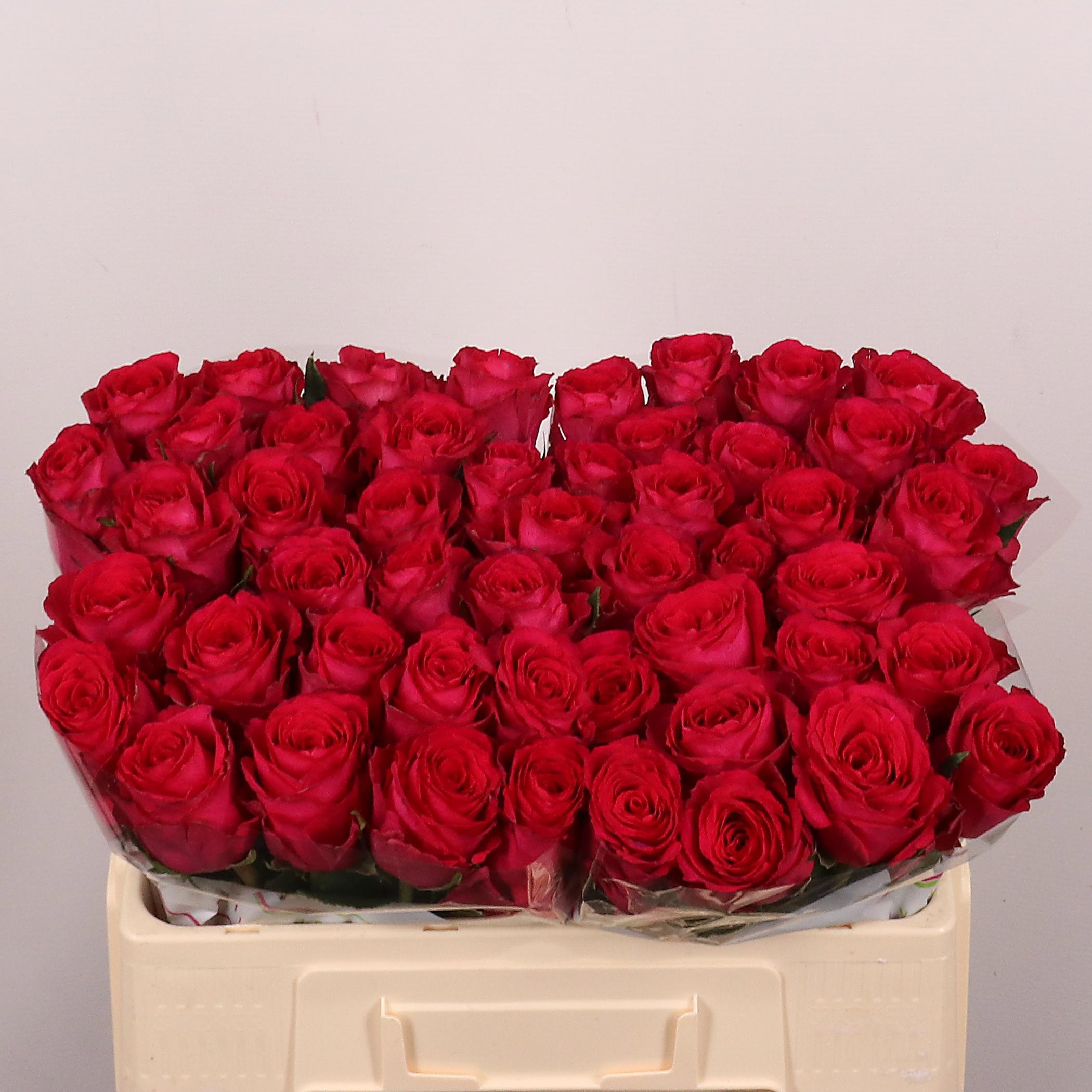 R Gr Madam Cerise