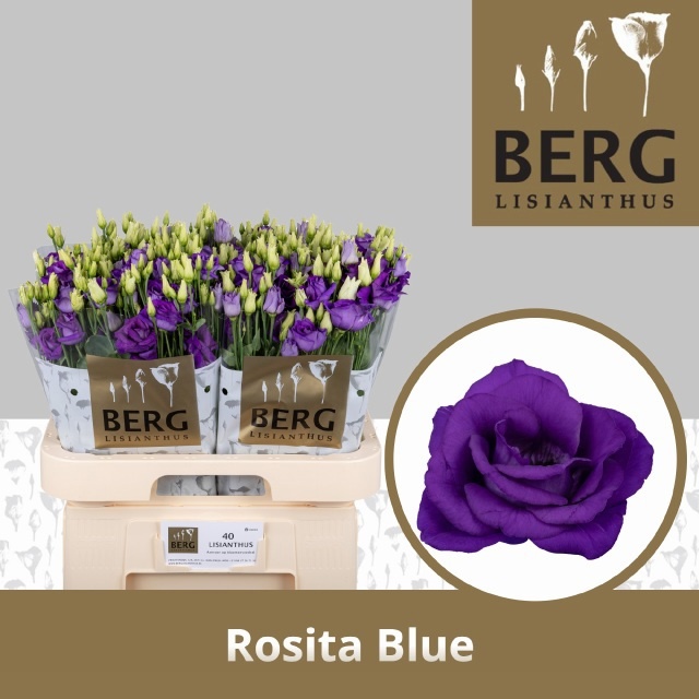 Eus G Rosi Blue