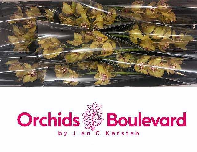 Cymbidium Esther 8/11bl