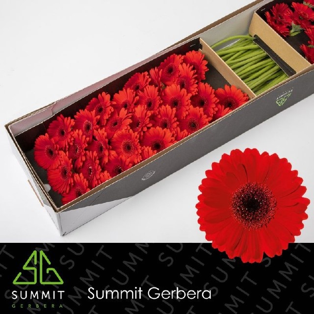 Germini Suri 45cm 7Ø