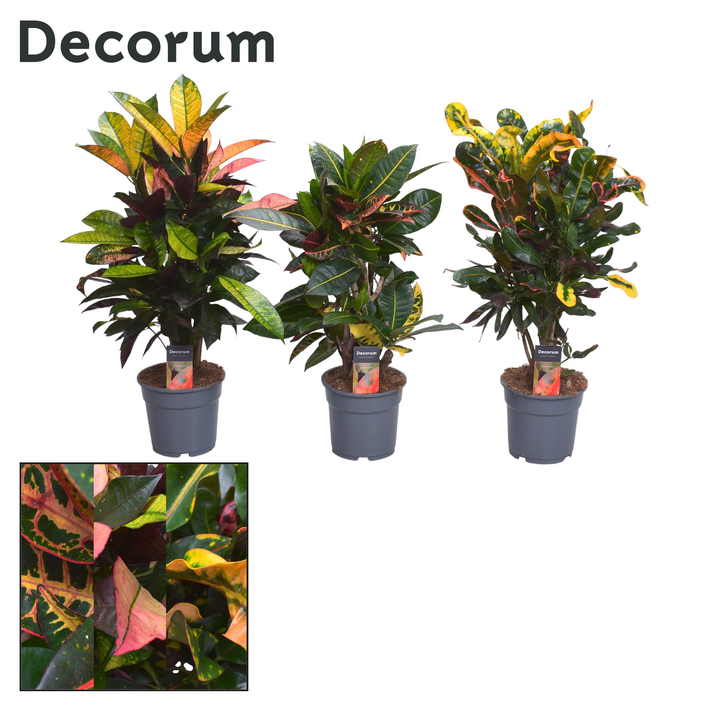 Picture of Croton branched in 2-3 varieties (Decorum) P14 50CM