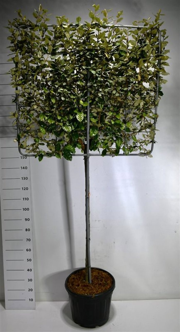 Elaeagnus ebbingei 'Compacta'