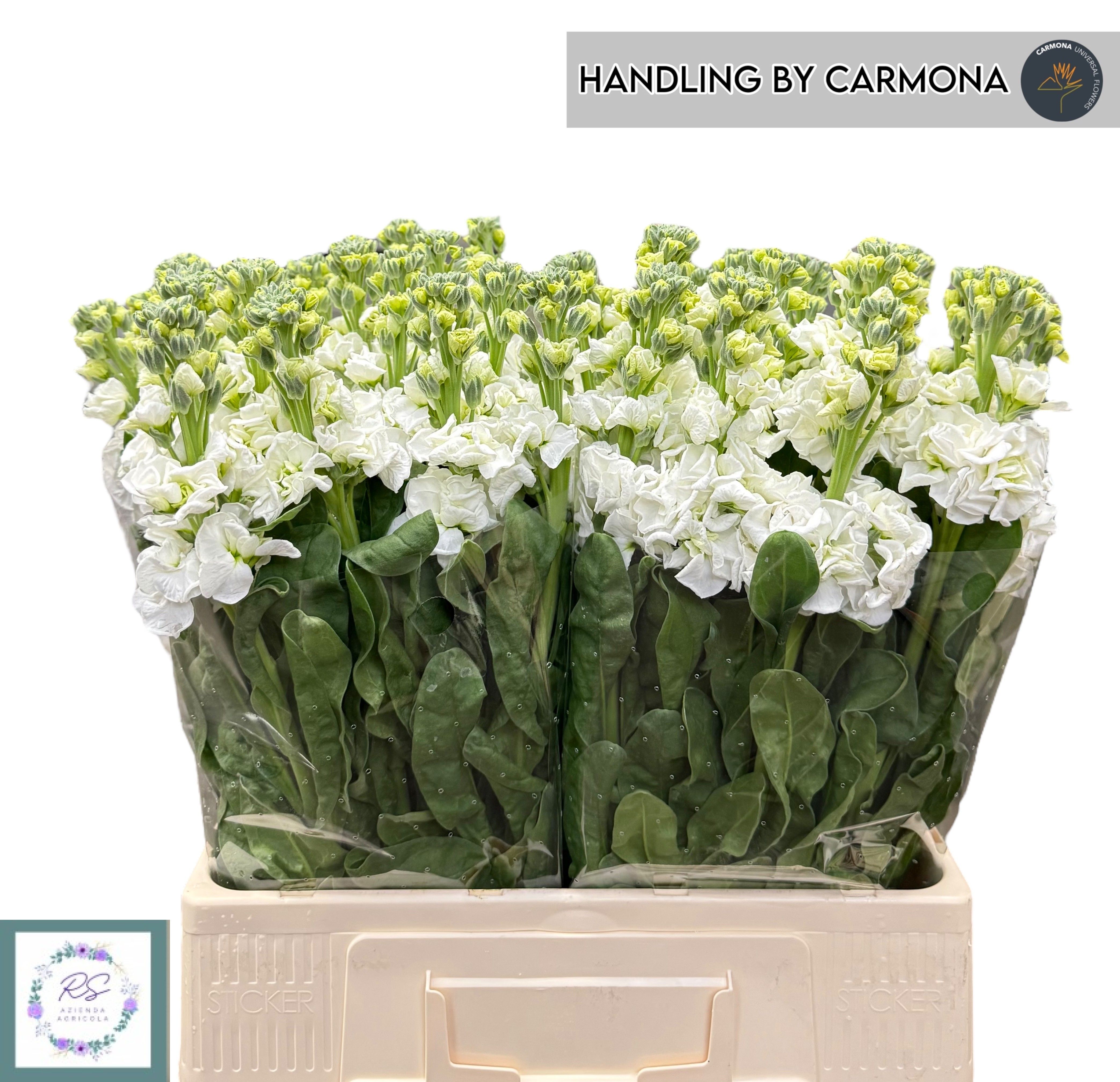 Matth Iron White 60cm