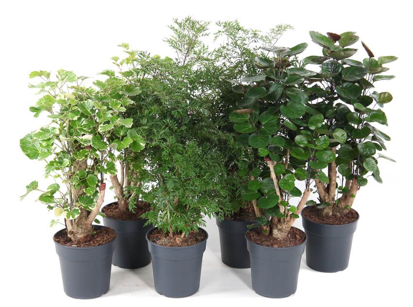 Polyscias Mix Polyscias