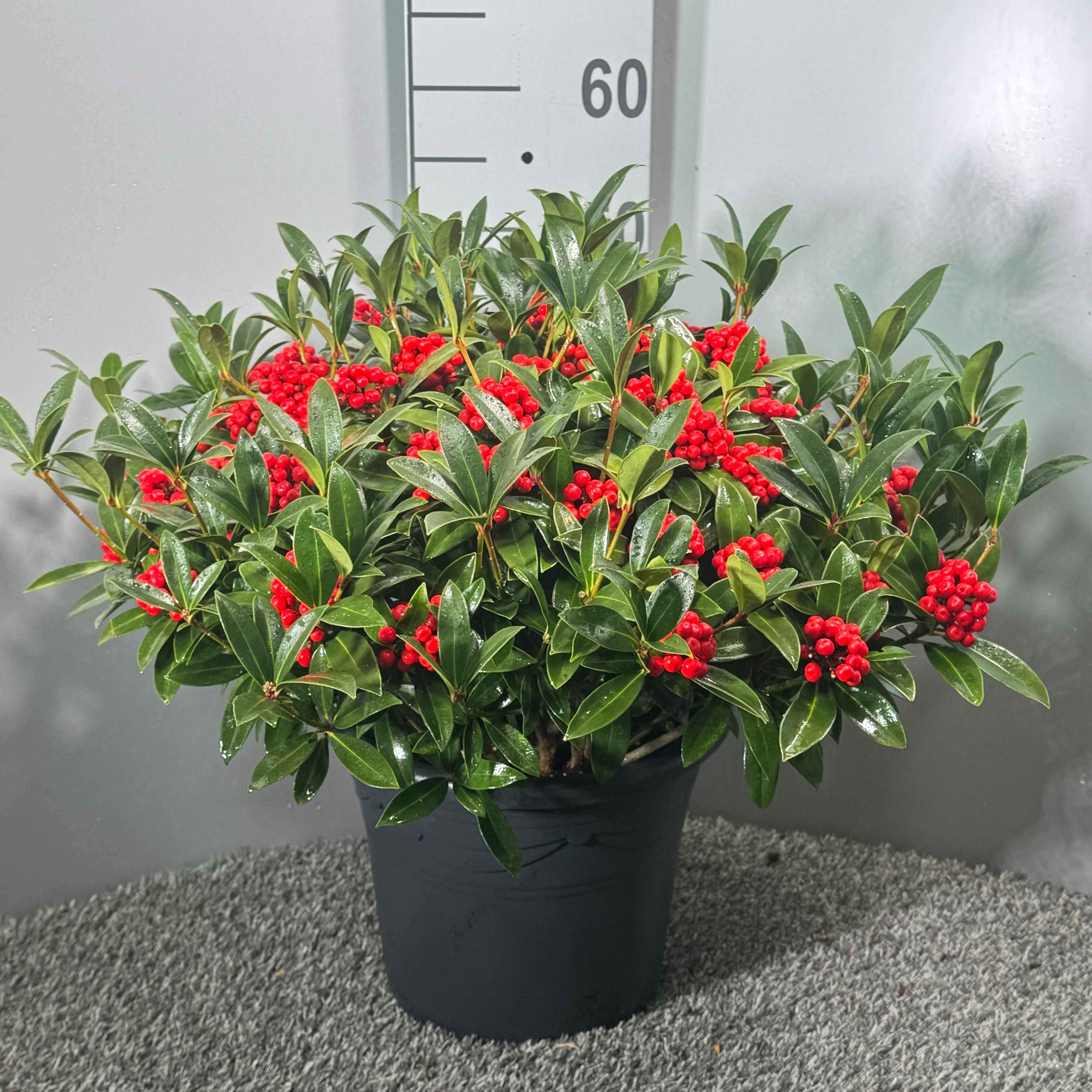 Picture of Skimmia japonica Red Berry Bee P26 (7.5 Ltr) (LOOSE)